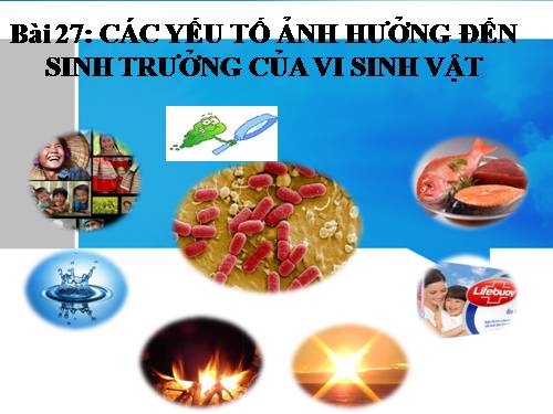 Bài 27. Các yếu tố ảnh hưởng đến sinh trưởng của vi sinh vật