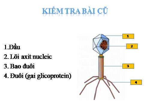 Bài 30. Sự nhân lên của virut trong tế bào chủ