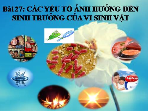 Bài 27. Các yếu tố ảnh hưởng đến sinh trưởng của vi sinh vật