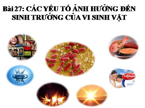 Bài 27. Các yếu tố ảnh hưởng đến sinh trưởng của vi sinh vật