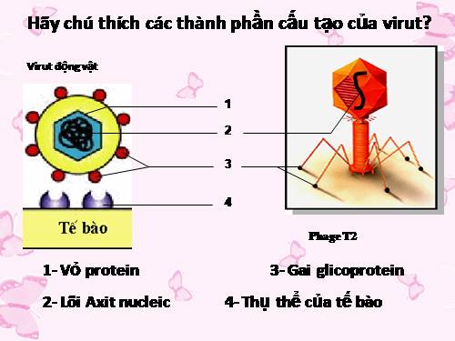 Bài 30. Sự nhân lên của virut trong tế bào chủ