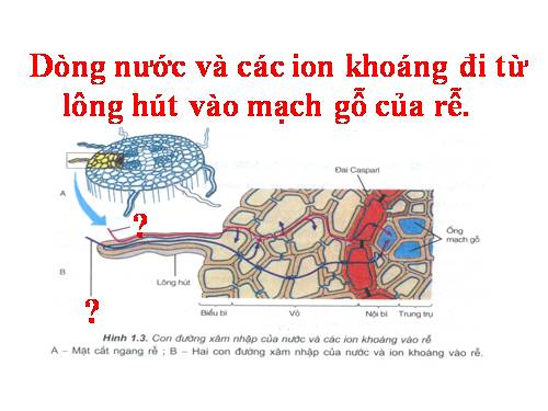 Bài 22. Dinh dưỡng, chuyển hóa vật chất và năng lượng ở vi sinh vật