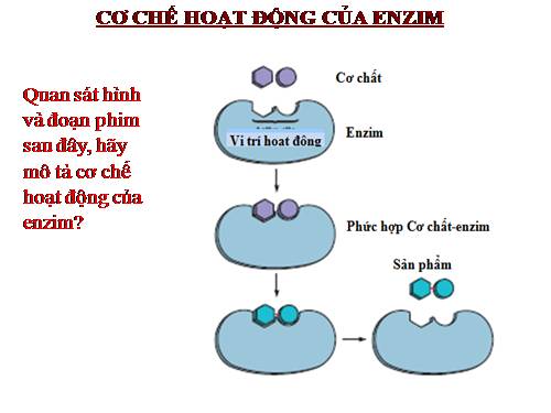 Bài 14. Enzim và vai trò của enzim trong quá trình chuyển hóa vật chất