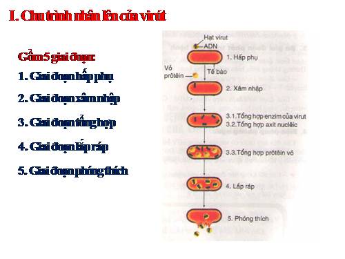 Bài 30. Sự nhân lên của virut trong tế bào chủ