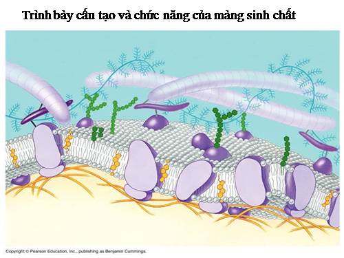 Bài 11. Vận chuyển các chất qua màng sinh chất