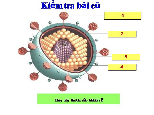 Bài 30. Sự nhân lên của virut trong tế bào chủ