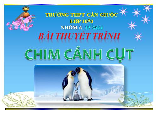 Tìm hiểu về chim cánh cụt