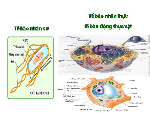 Bài 7. Tế bào nhân sơ