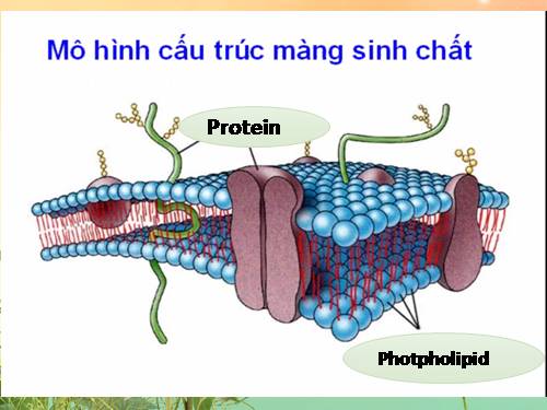 Bài 11. Vận chuyển các chất qua màng sinh chất