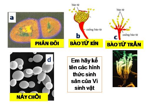 Bài 27. Các yếu tố ảnh hưởng đến sinh trưởng của vi sinh vật