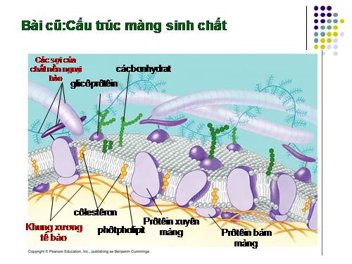 Bài 11. Vận chuyển các chất qua màng sinh chất