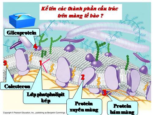 Bài 11. Vận chuyển các chất qua màng sinh chất