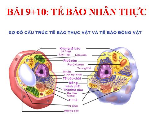 Bài 8. Tế bào nhân thực