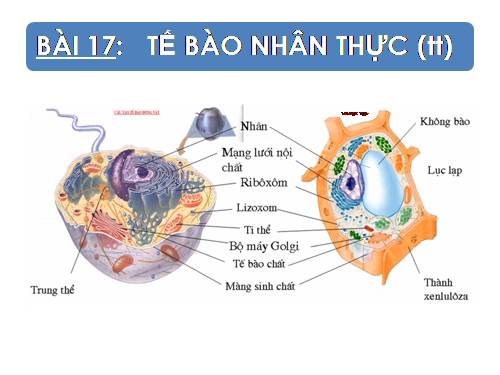 Bài 9. Tế bào nhân thực (tiếp theo)