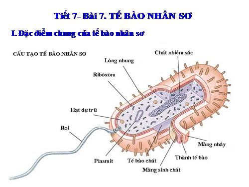 Bài 7. Tế bào nhân sơ