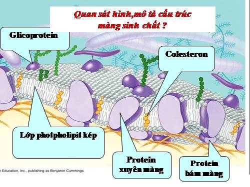 Bài 11. Vận chuyển các chất qua màng sinh chất