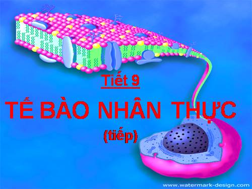 Bài 9. Tế bào nhân thực (tiếp theo)