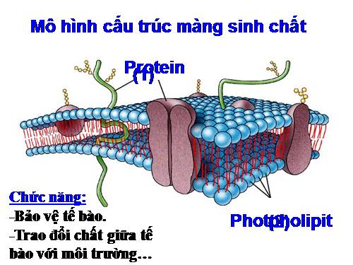 Bài 11. Vận chuyển các chất qua màng sinh chất