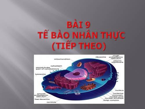 Bài 9. Tế bào nhân thực (tiếp theo)