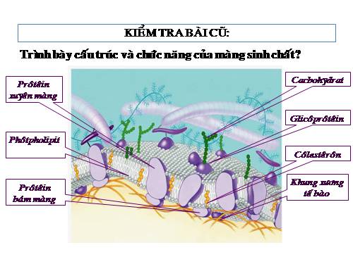 Bài 11. Vận chuyển các chất qua màng sinh chất