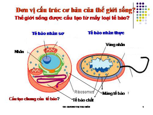 Bài 7. Tế bào nhân sơ