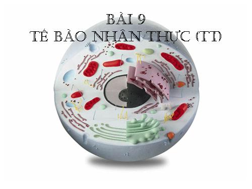 Bài 9. Tế bào nhân thực (tiếp theo)