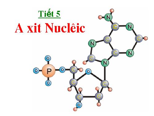 Bài 6. Axit nuclêic