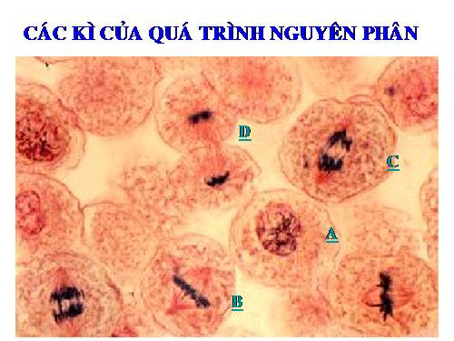 Bài 20. Thực hành: Quan sát các kỳ của nguyên phân trên tiêu bản rễ hành