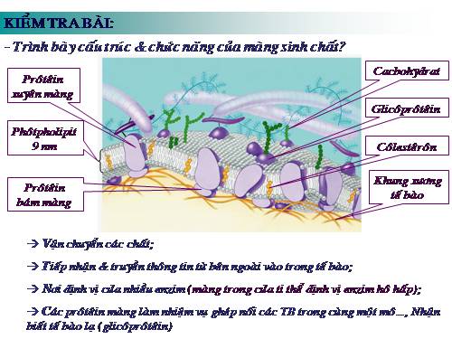 Bài 11. Vận chuyển các chất qua màng sinh chất