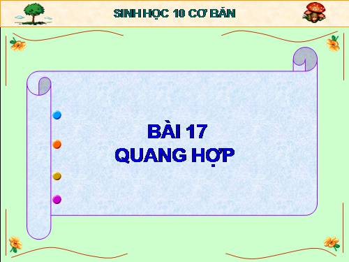 Bài 17. Quang hợp