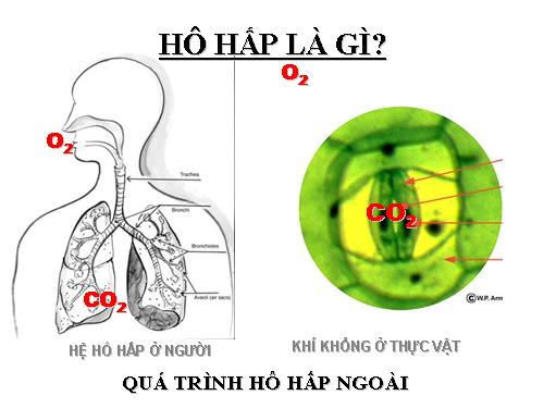 Bài 16. Hô hấp tế bào