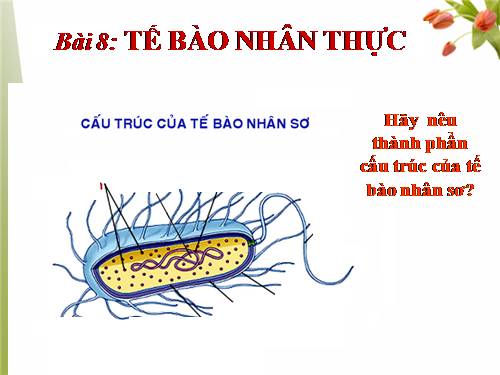 Bài 8. Tế bào nhân thực