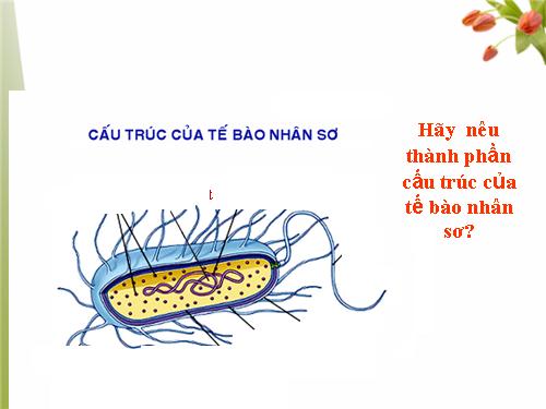 Bài 8. Tế bào nhân thực