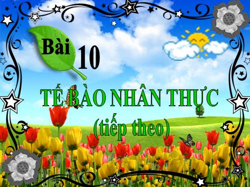 Bài 10. Tế bào nhân thực (tiếp theo)