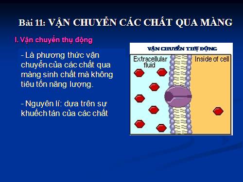 Bài 11. Vận chuyển các chất qua màng sinh chất