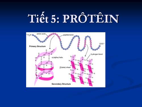 Bài 5. Prôtêin