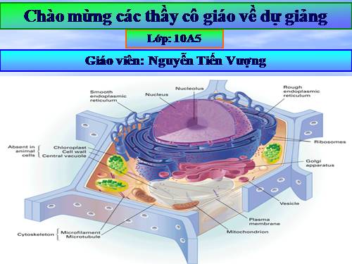 Bài 11. Vận chuyển các chất qua màng sinh chất