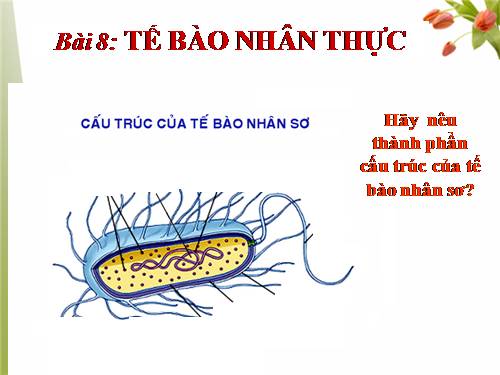 Bài 8. Tế bào nhân thực