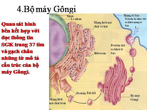 Bài 8. Tế bào nhân thực