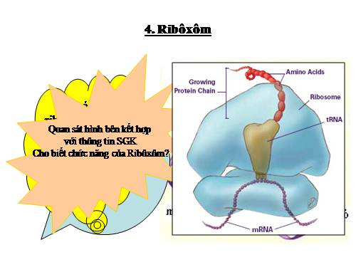 Bài 8. Tế bào nhân thực