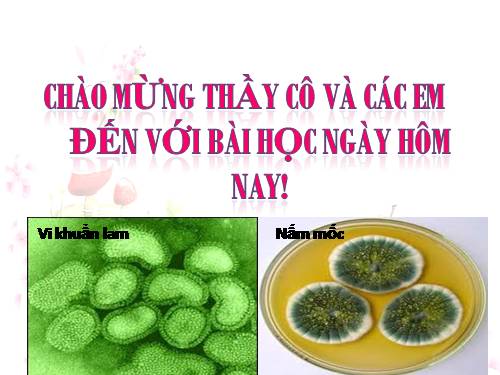 Bài 27. Các yếu tố ảnh hưởng đến sinh trưởng của vi sinh vật