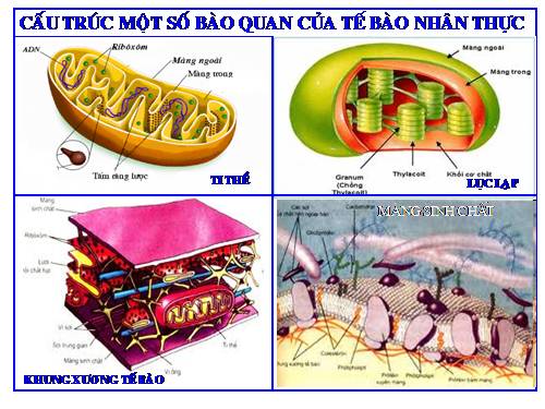 Hình ảnh một số bào quan