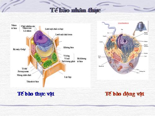 Bài 8. Tế bào nhân thực