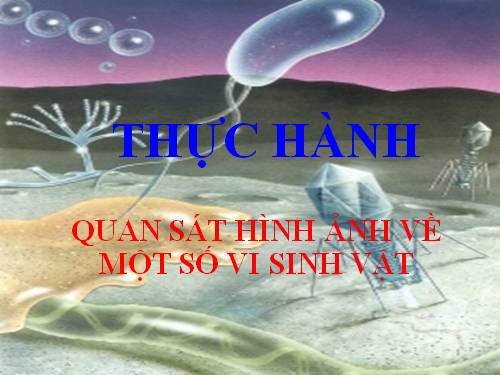 Bài 28. Thực hành: Quan sát một số vi sinh vật