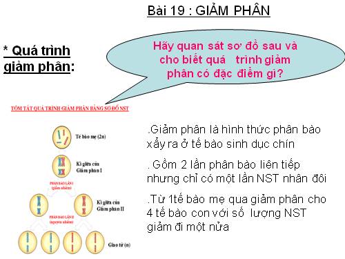 Bài 19. Giảm phân