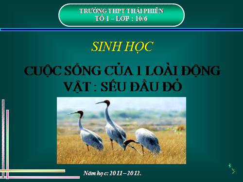 CUỘC SỐNG CỦA 1 LOÀI ĐỘNG VẬT : SẾU ĐẦU ĐỎ