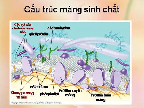 Bài 11. Vận chuyển các chất qua màng sinh chất