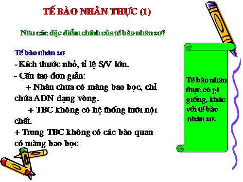 Bài 8. Tế bào nhân thực