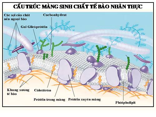 Cấu trúc MSC