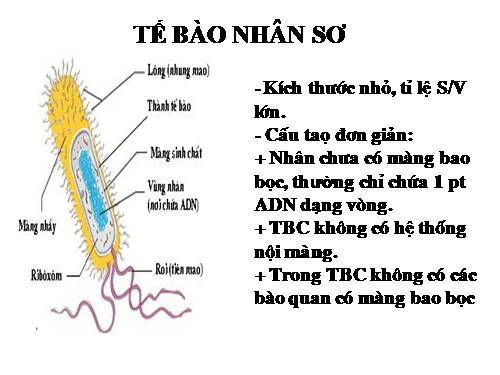 Bài 8. Tế bào nhân thực